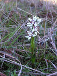 The orchids were small, but everywhere - an unexpected bonus to the early morning start!