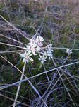 On the Sunday monrning, Fire Dragon students worked out among the orchids - carefully!